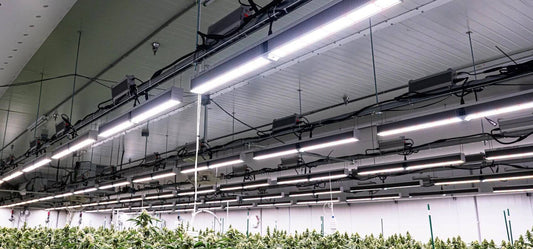 DLC Listed LED Grow Lights