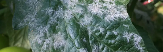How to Prevent & Control Powdery Mildew