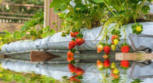 Hydroponic Strawberries