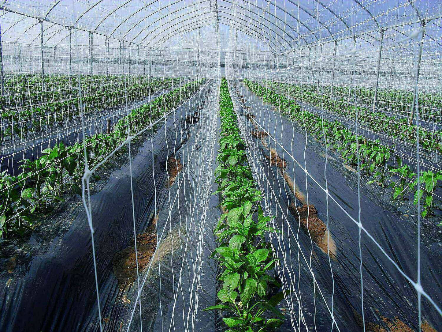 Tenax Hortonova Trellis Net, White