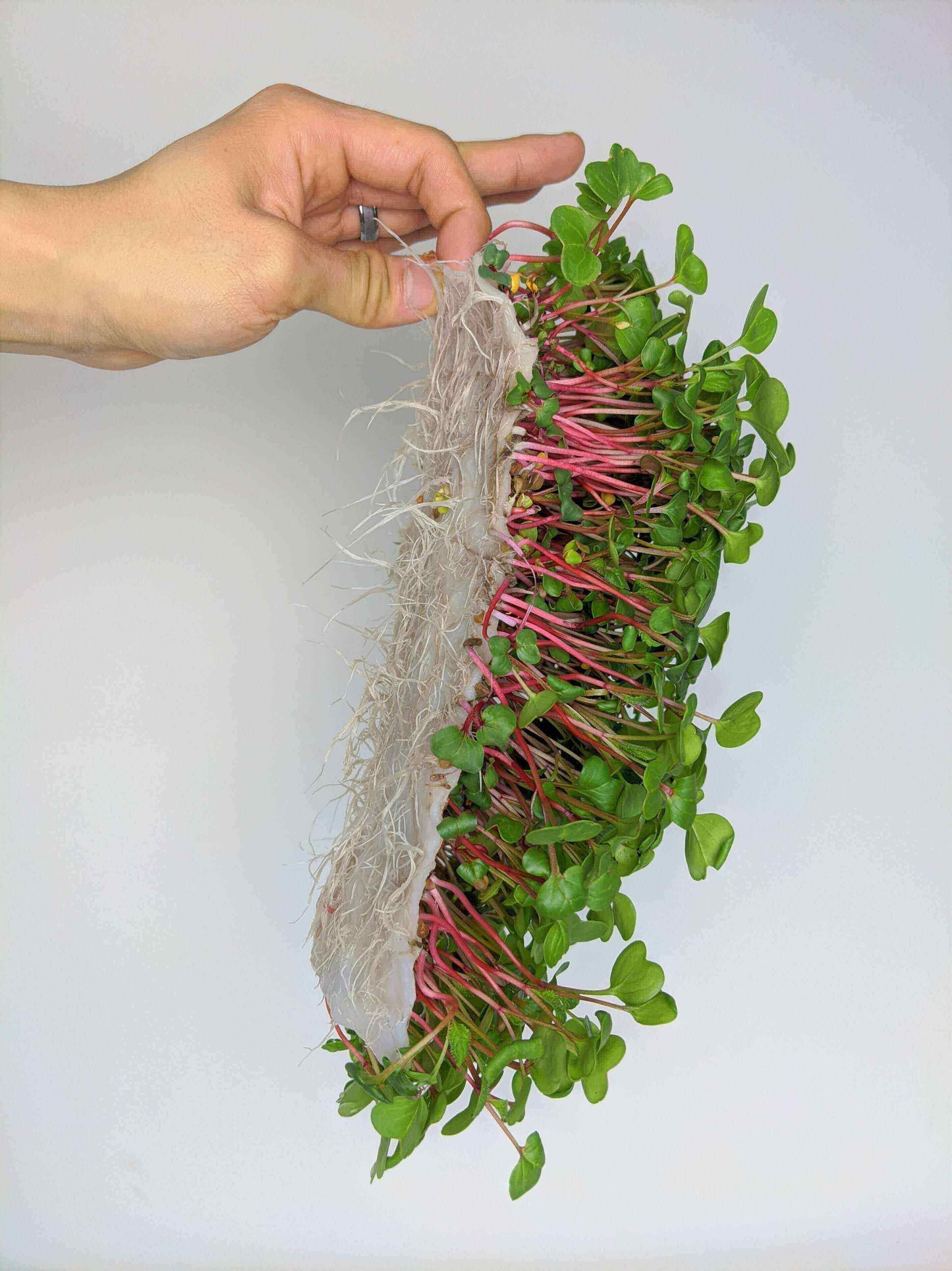 Vegbed Microgreens Grow Mats