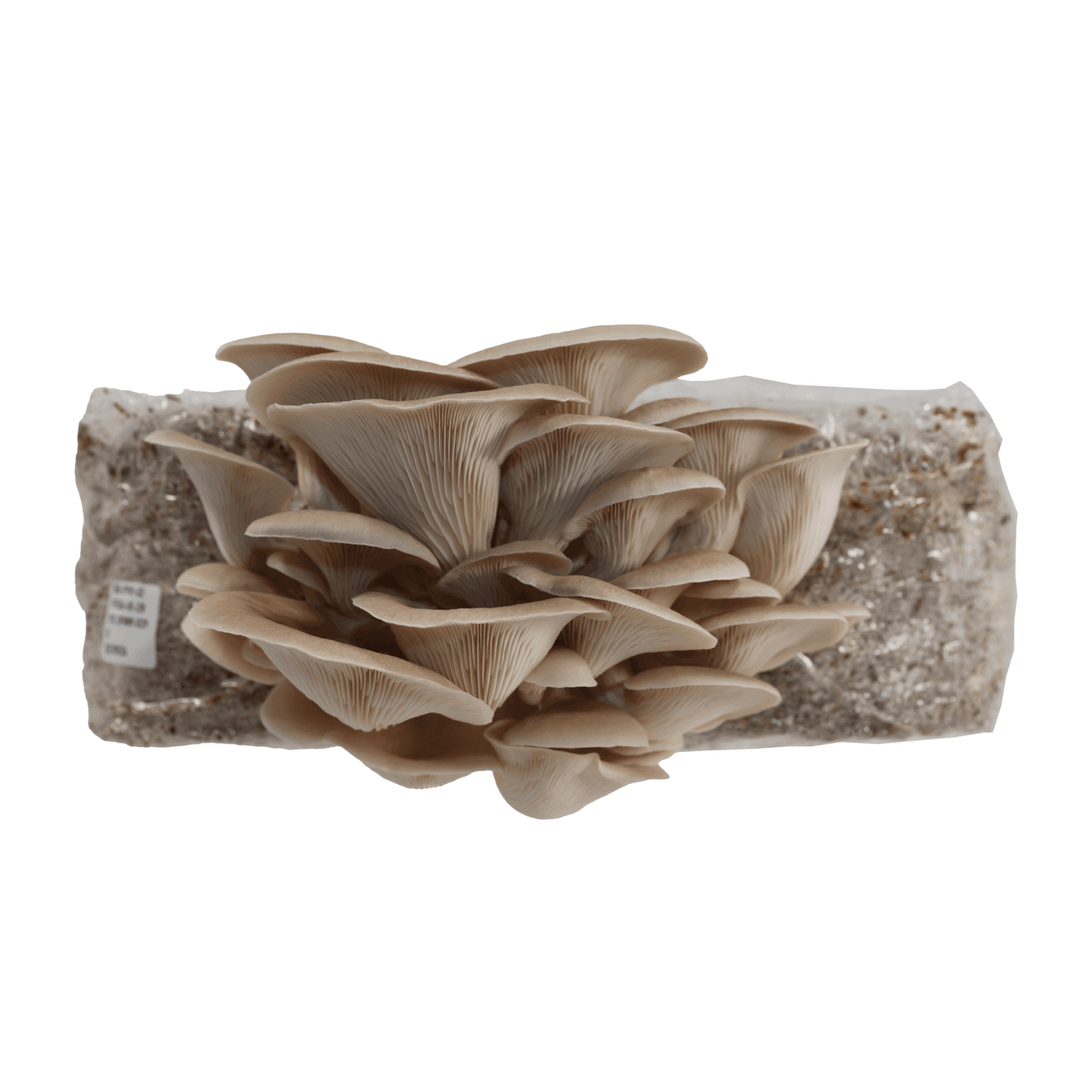 Grey Oyster Mushroom