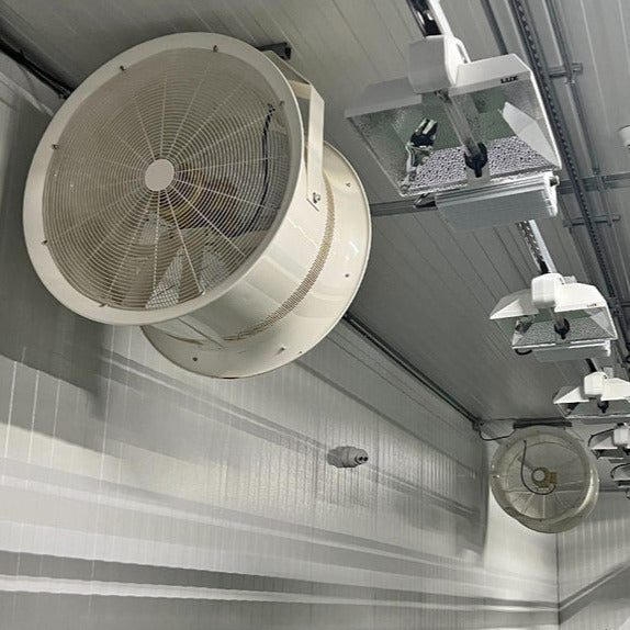 White Fan