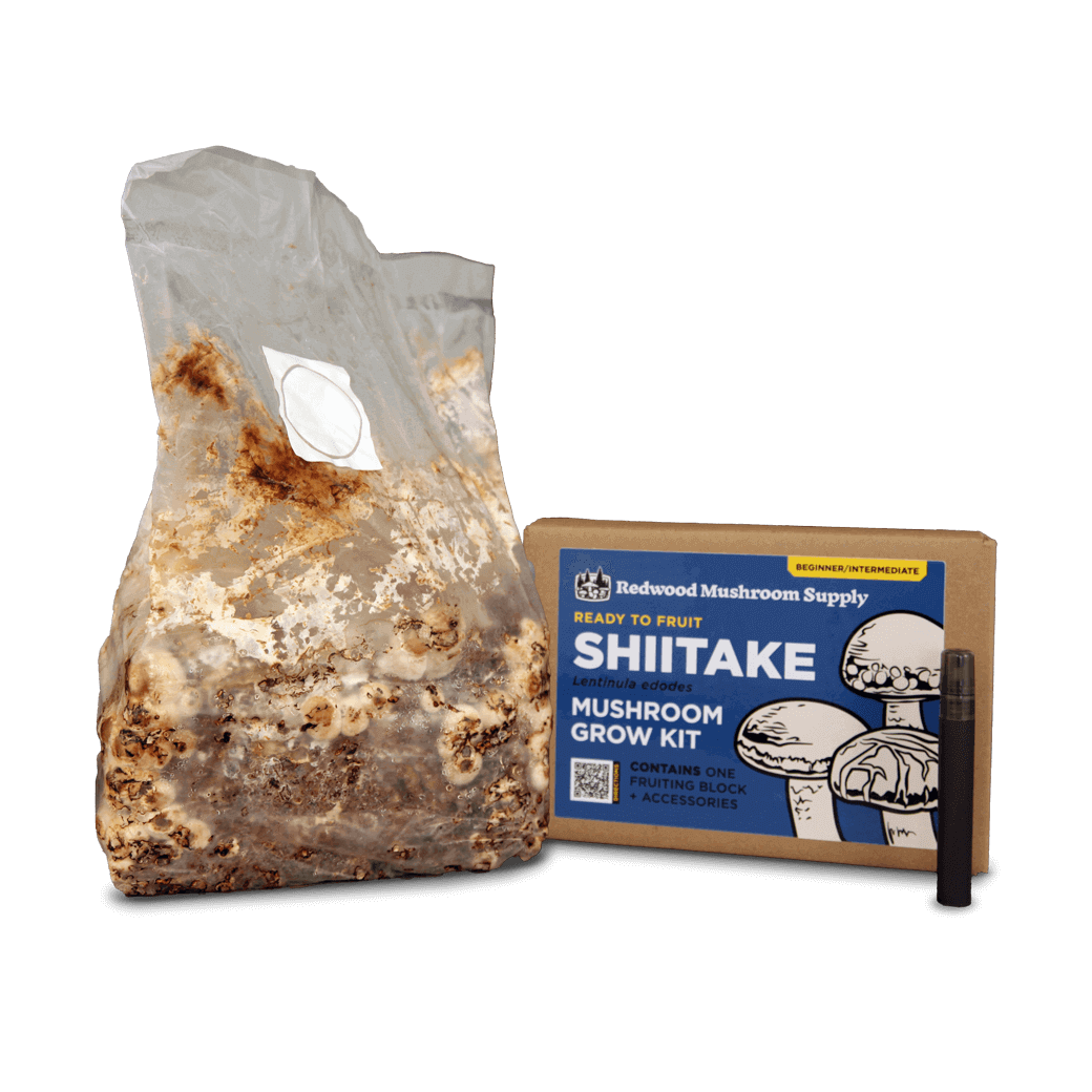 Colonized Fruiting Blocks - Shiitake