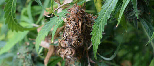 botrytis aka bud rot