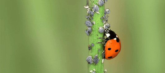 Ladybugs for IPM