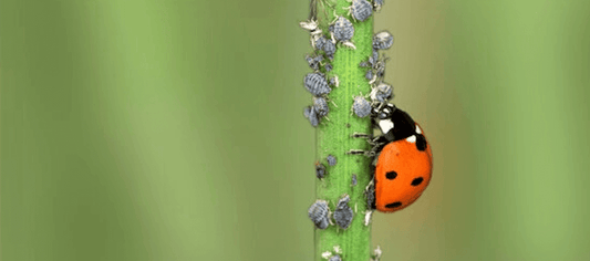 Ladybugs for IPM