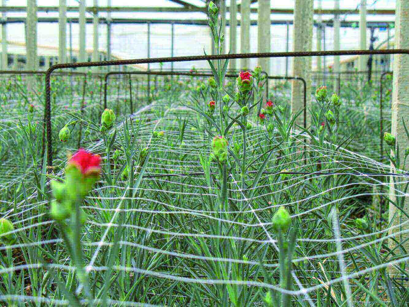 Tenax Hortonova Trellis Net, White