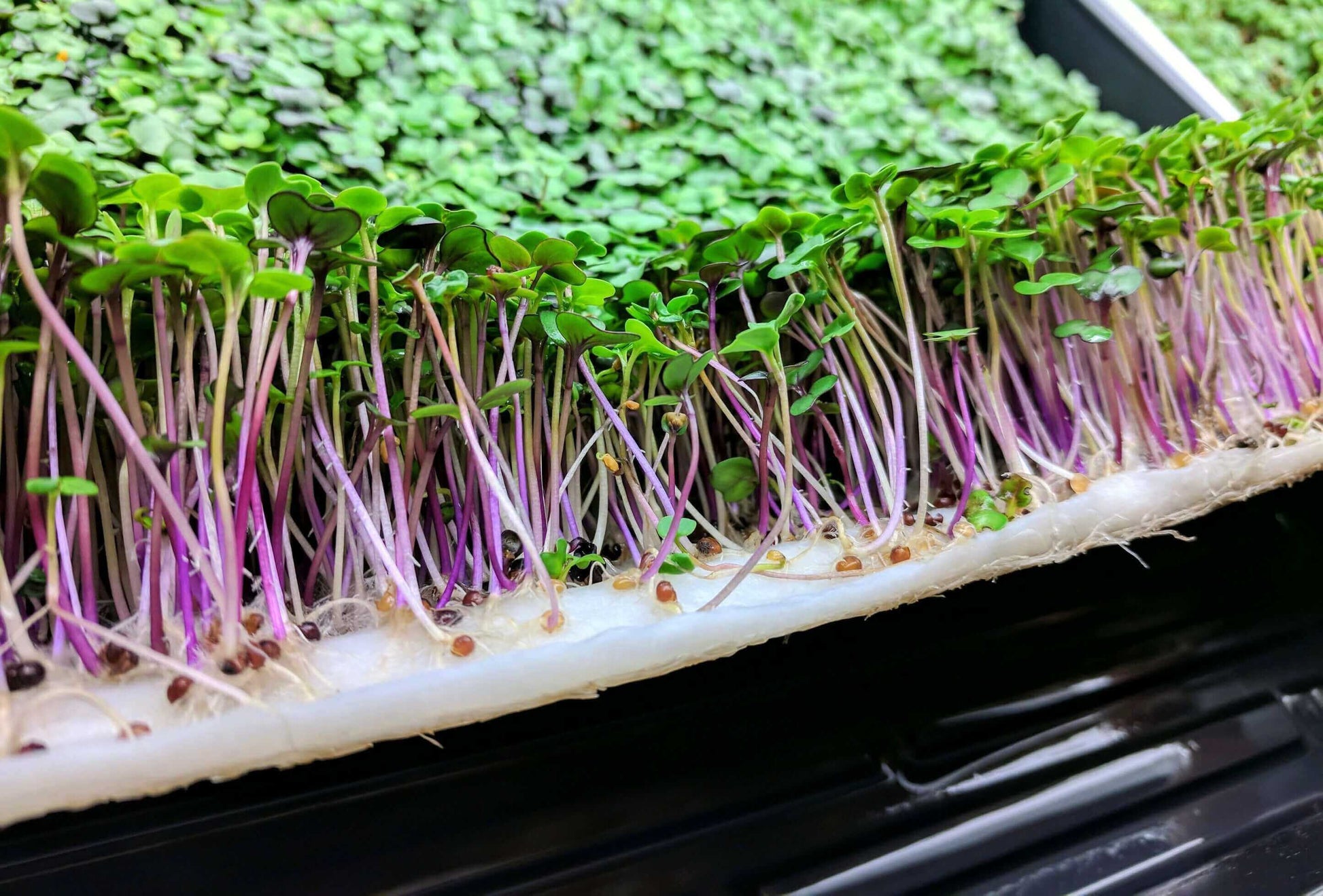 Vegbed Microgreens Grow Mats