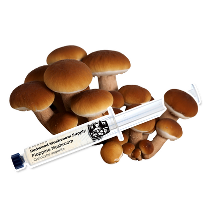 Pioppino Mushroom Culture