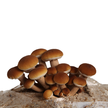 Pioppino Mushrooms