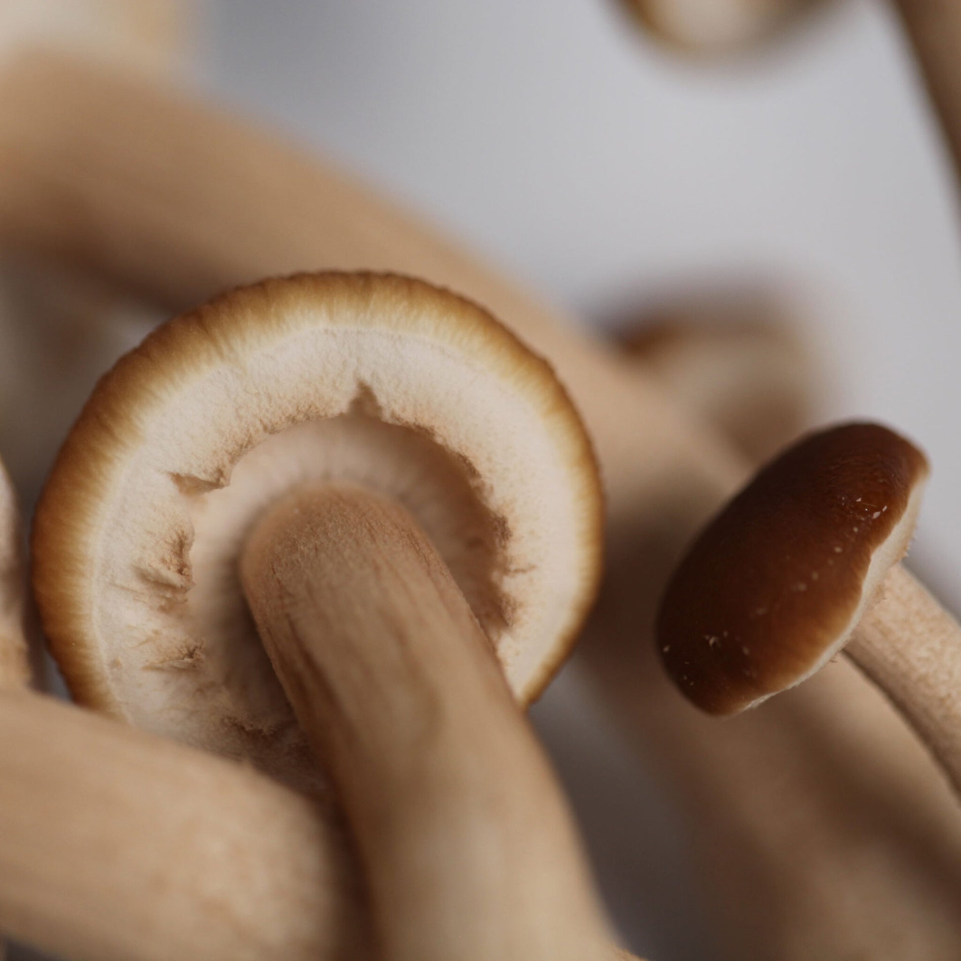 Pioppino Mushroom Culture