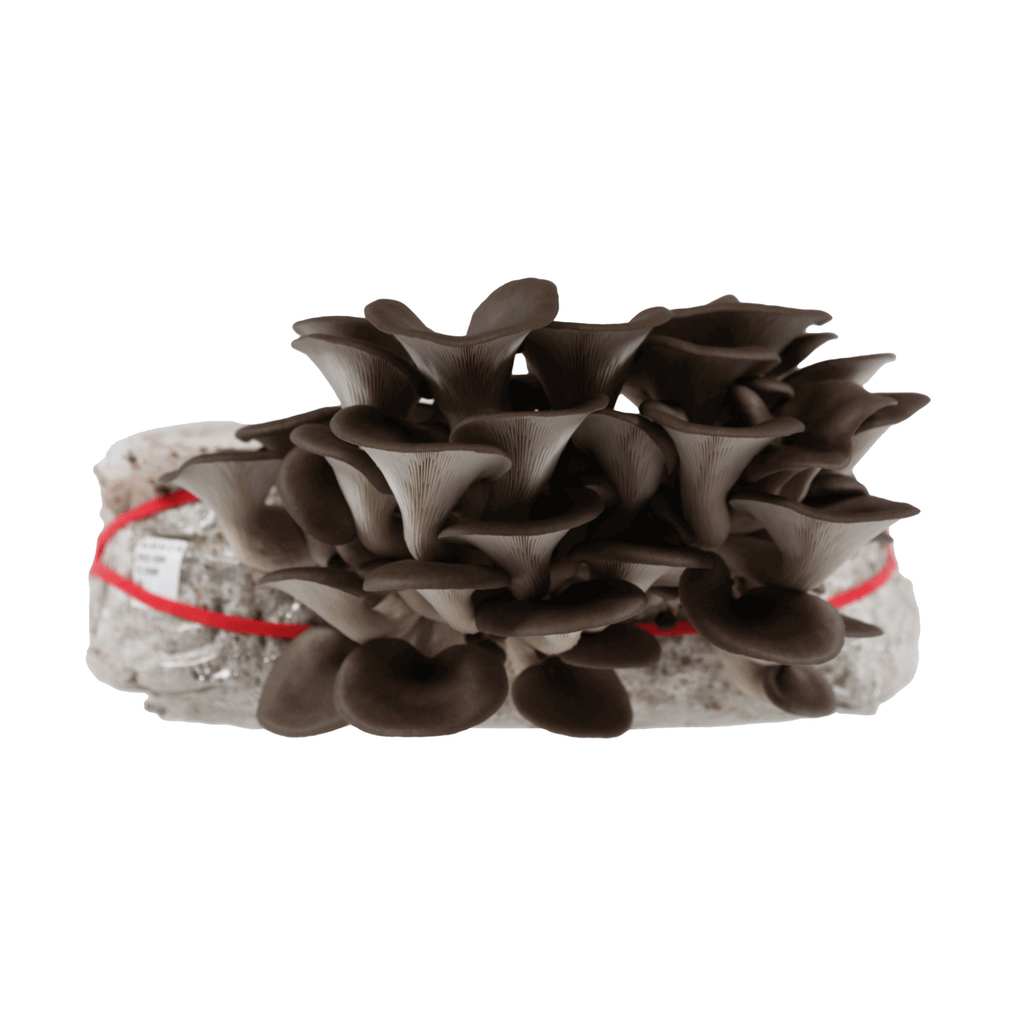 Blue Oyster Mushroom