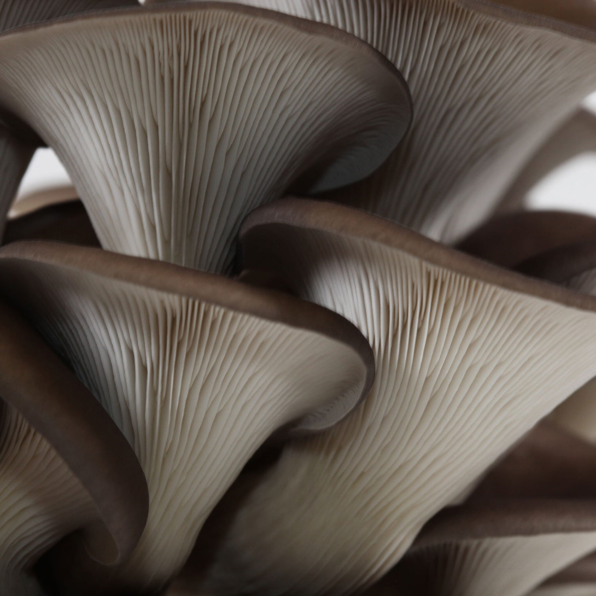 Blue Oyster Mushroom