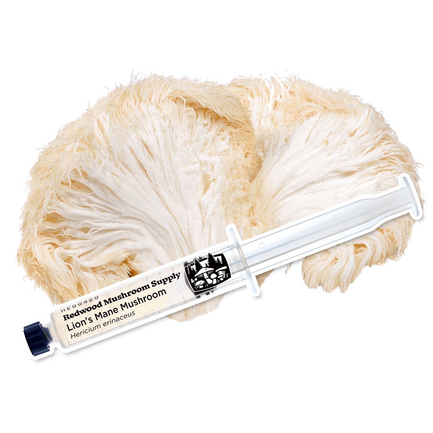 Lion’s Mane Mushroom Culture