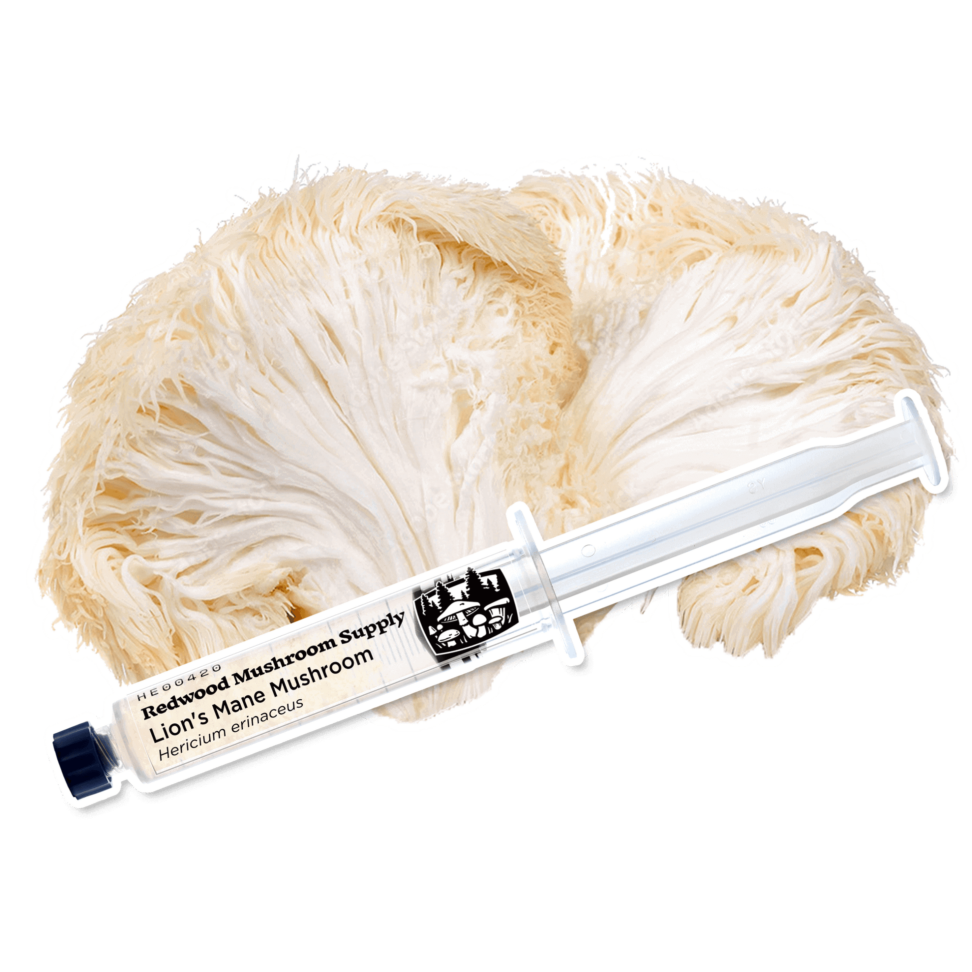 Lion’s Mane Mushroom Culture