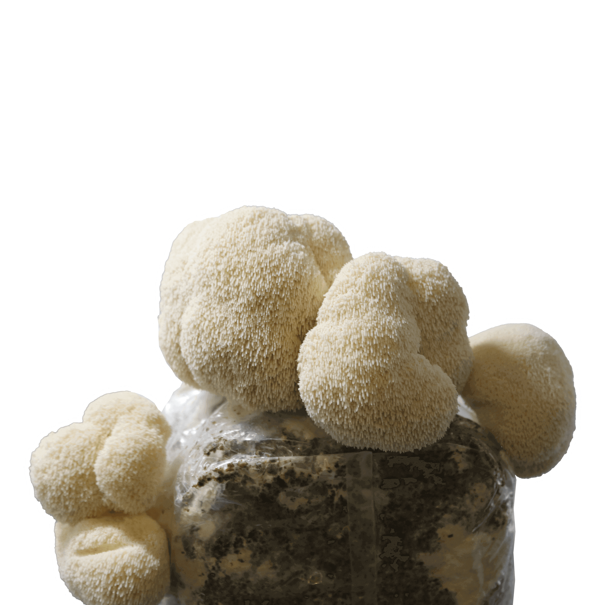 Lion’s Mane Mushroom