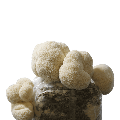 Lion’s Mane Mushroom