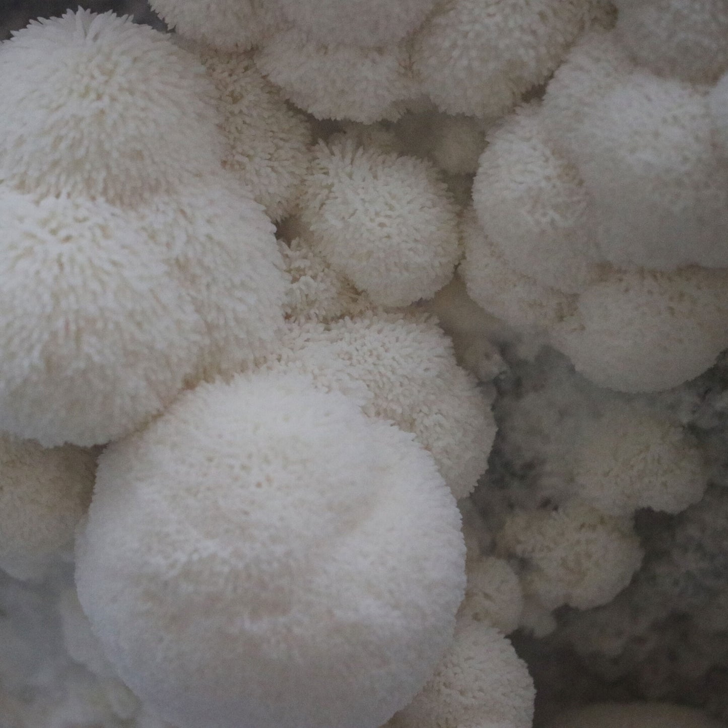 Mushroom Liquid Culture