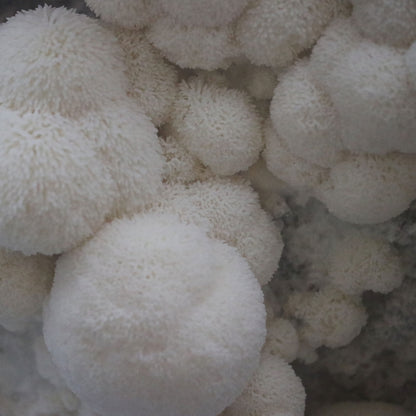Mushroom Liquid Culture
