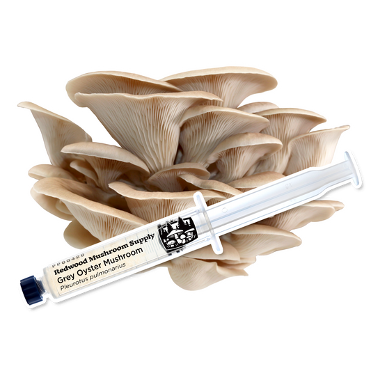 Grey Oyster Mushroom Culture