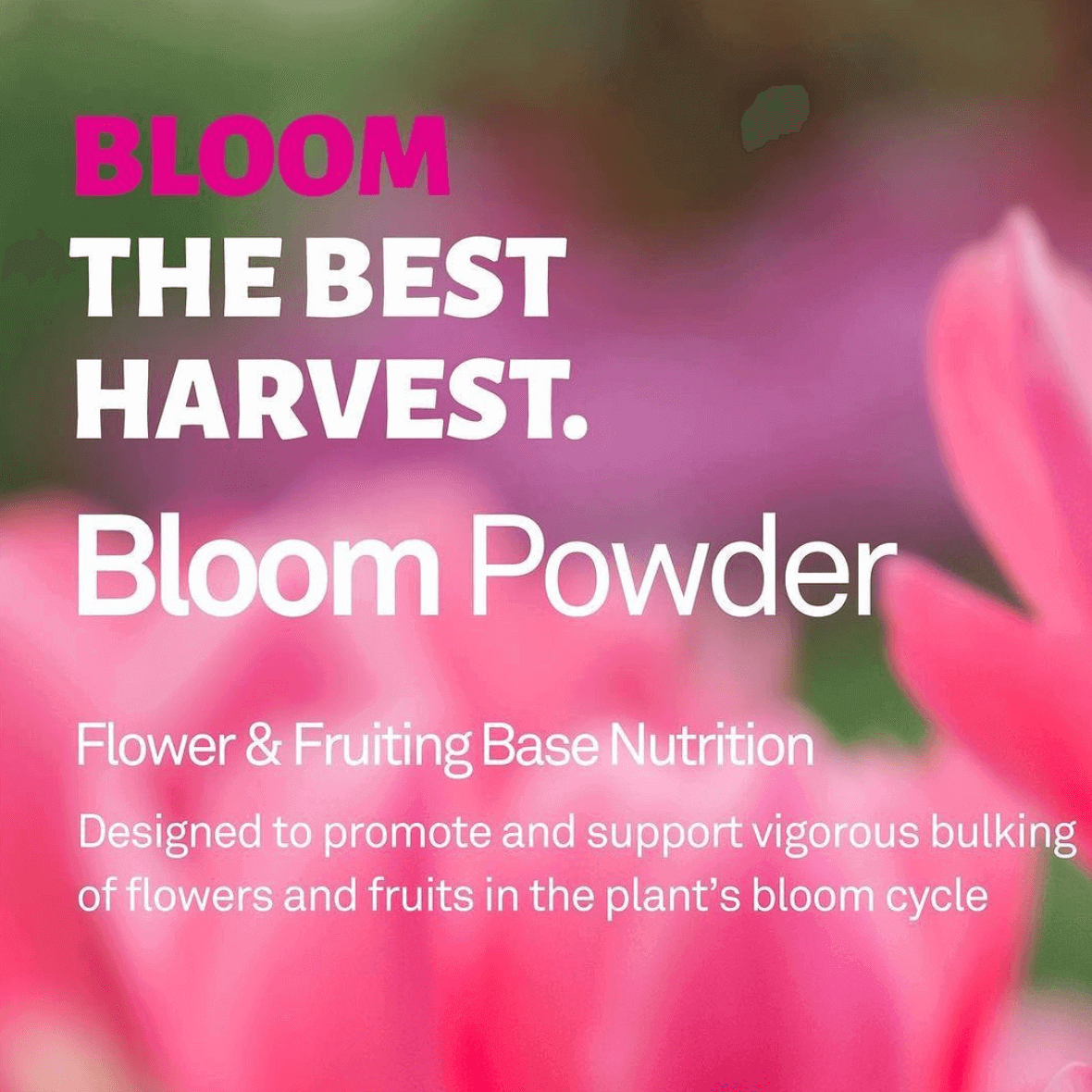 Scietetics Bloom Powder