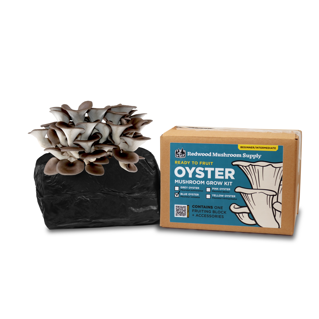 Colonized Fruiting Blocks - Blue Oyster