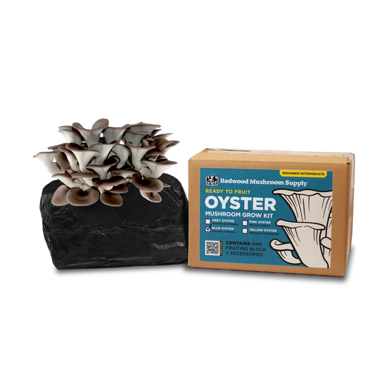 Colonized Fruiting Blocks - Blue Oyster