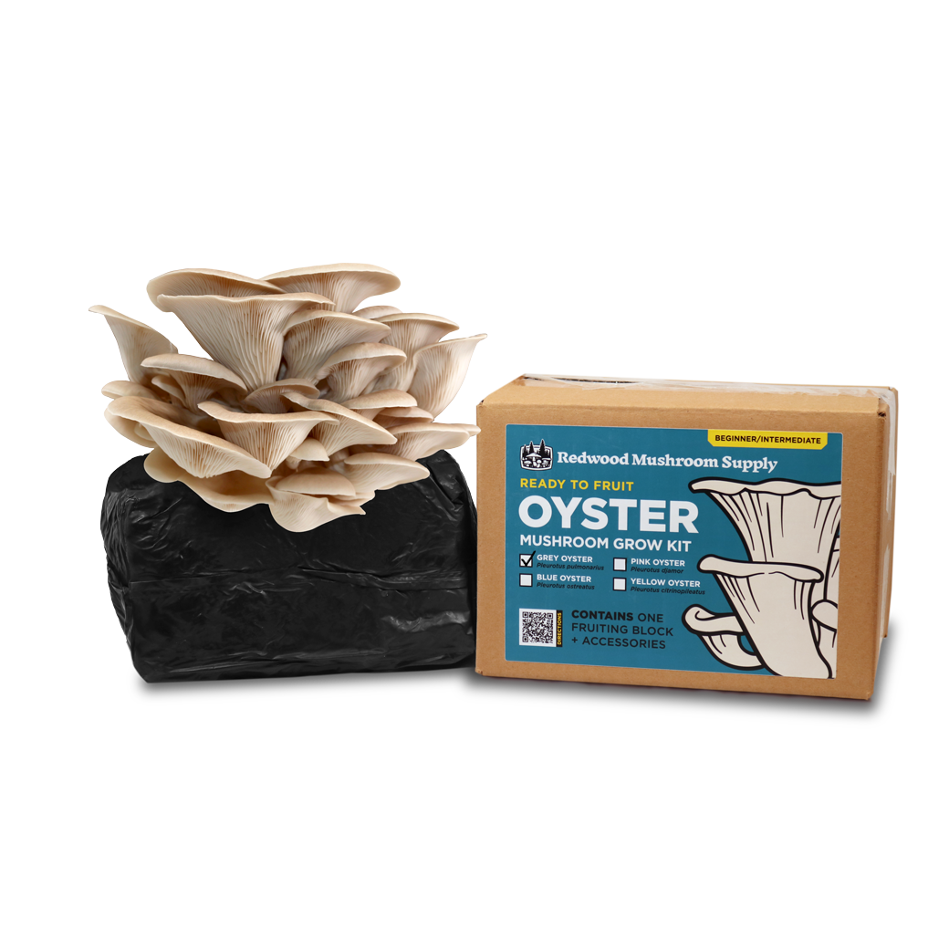 Colonized Fruiting Blocks - Grey Oyster
