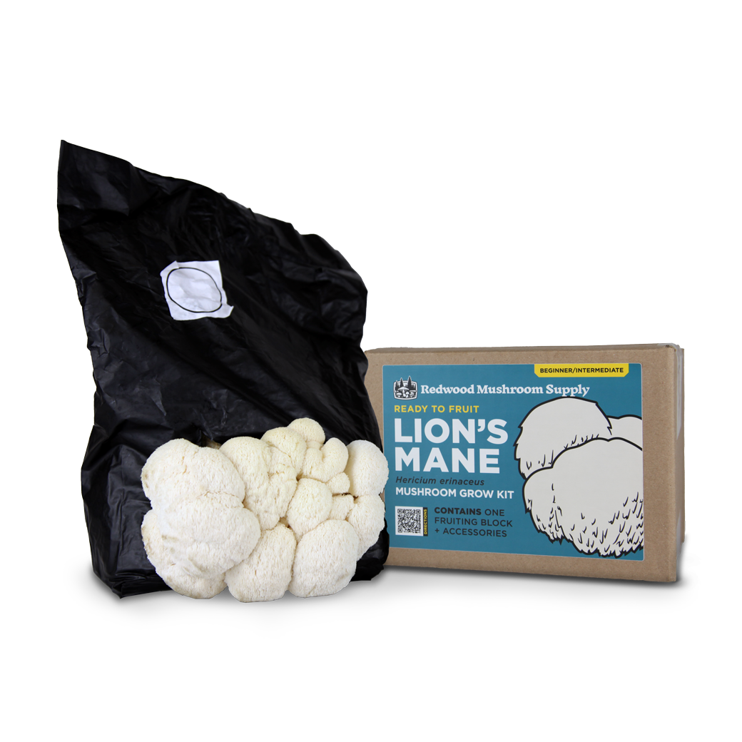 Colonized Fruiting Blocks - Lione's Mane