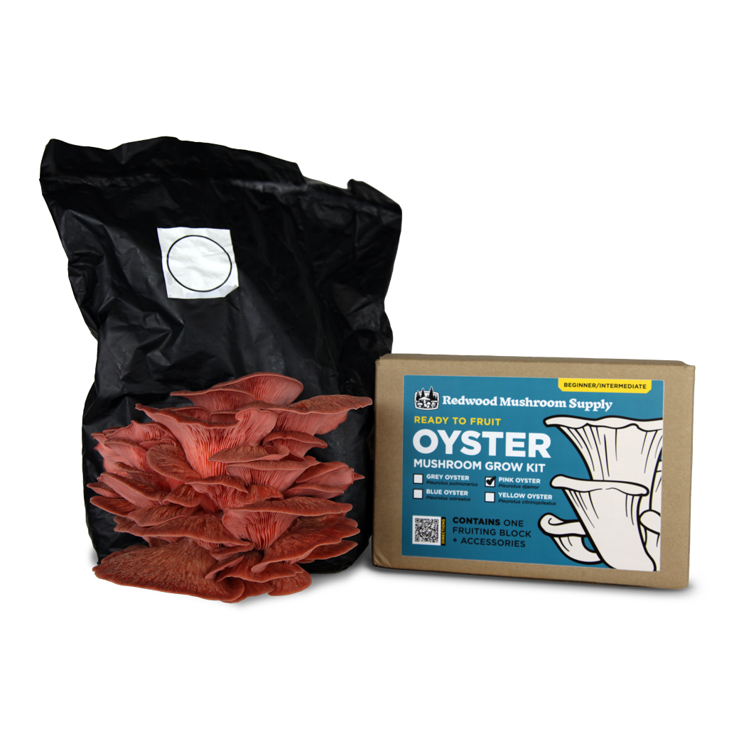 Colonized Fruiting Blocks - Pink Oyster