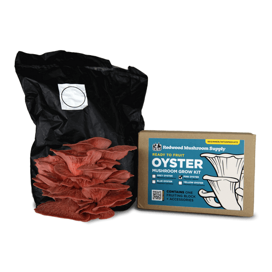 Colonized Fruiting Blocks - Pink Oyster