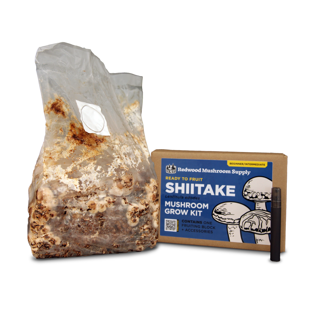 Colonized Fruiting Blocks - Shiitake