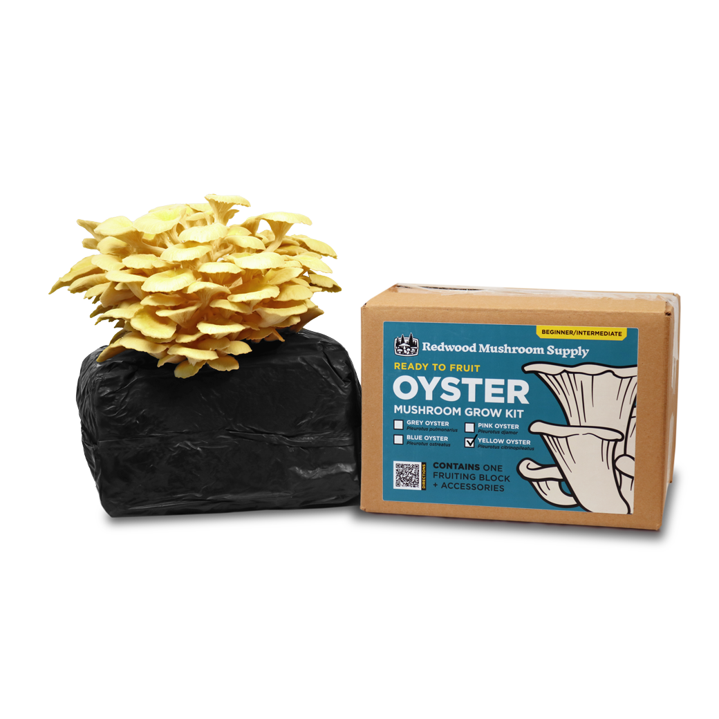 Colonized Fruiting Blocks - Yellow Oyster